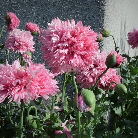 Graines de Pavot rose à fleurs doubles - Papaver somniferum