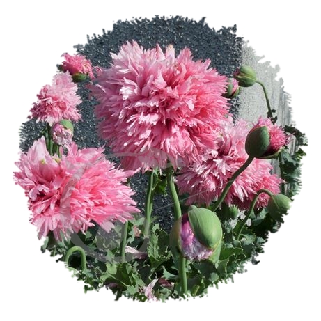 graine et semence Pavot somnifère rose à fleurs doubles