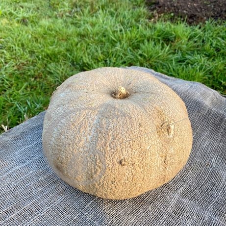 graine et semence Potiron gris du marais vendéen