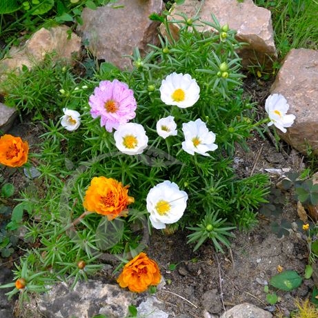 graine et semence Pourpiers à grandes fleurs en mélange