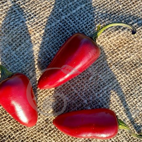 graine et semence Piment fort noir hongrois 
