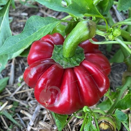 graine et semence Poivron rouge rond de Hongrie