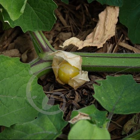 graine et semence Physalis pubescent