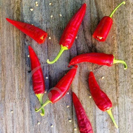 graine et semence Piment brûlant de Cayenne