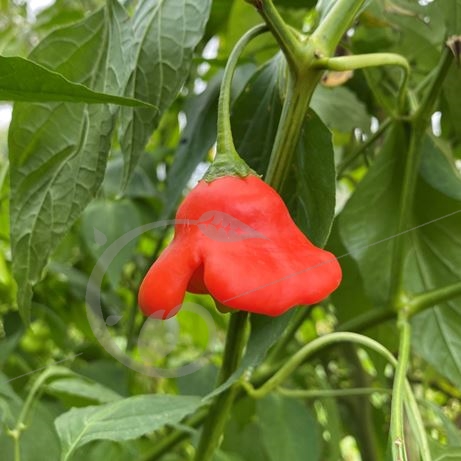 graine et semence Poivron rouge Bonnet d'évêque