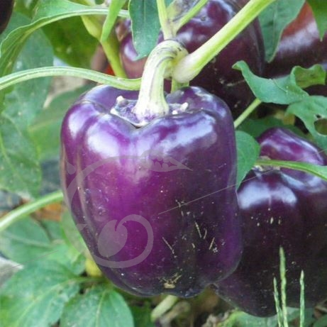 graine et semence Poivron violet Oda
