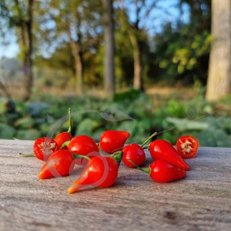 graine et semence Piment doux Goutte de feu