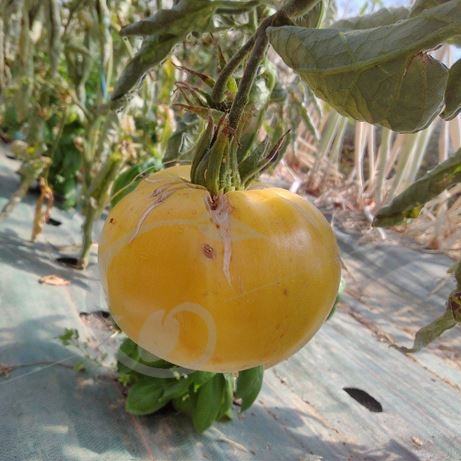 graine et semence Tomate pineapple pig