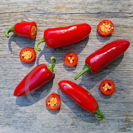 graine et semence Piment fort Jalapeño