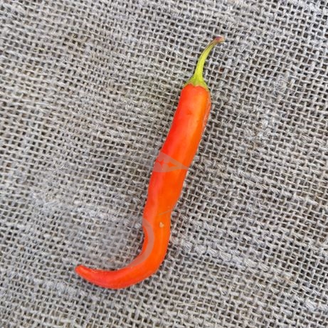 graine et semence Piment doux végétarien
