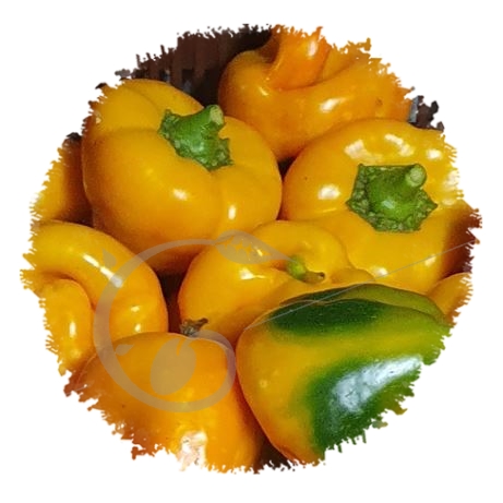 graine et semence Poivron coeur de boeuf jaune Lesya