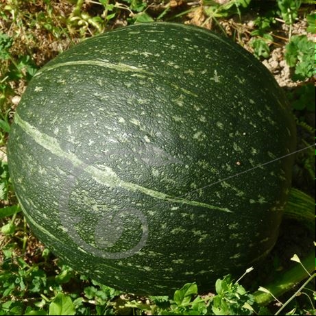 graine et semence Potiron vert Kabocha