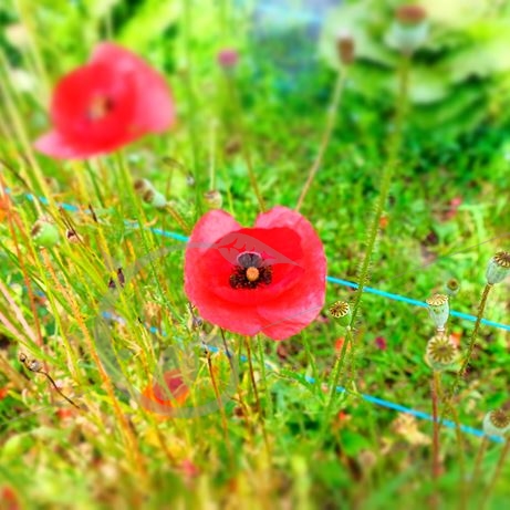 graine et semence Pavot du Caucase bicolore Lady Bird