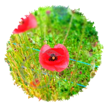 graine et semence Pavot du Caucase bicolore Lady Bird