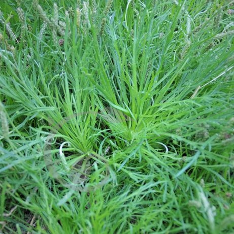 graine et semence Plantain corne de cerf