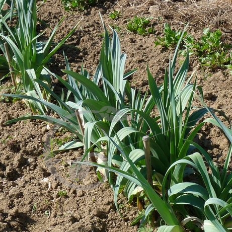 graine et semence Poireau long de Mézières
