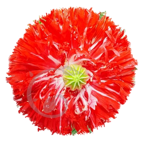 graine et semence Pavot somnifère à fleurs laciniées Scarlet