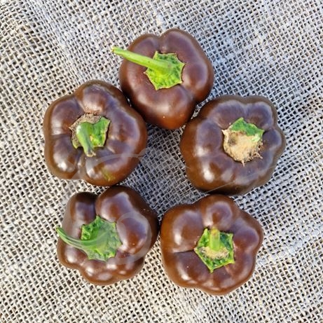 graine et semence Poivron mini Clochette chocolat
