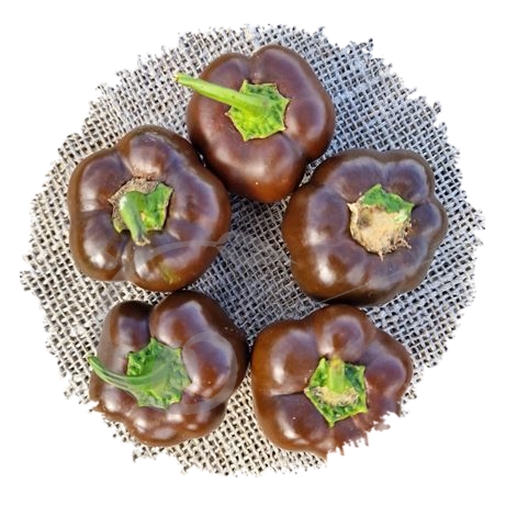 graine et semence Poivron mini Clochette chocolat