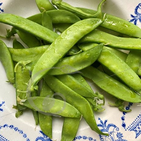 graine et semence Pois mangetout nain Norli