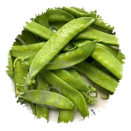 graine et semence Pois mangetout nain Norli