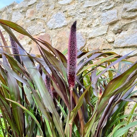 graine et semence Pennisetum Majesté pourpre