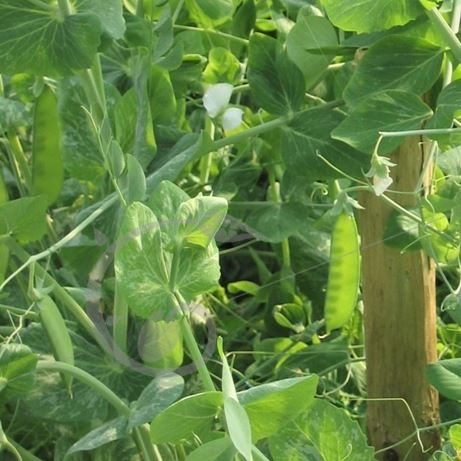 graine et semence Pois mangetout à rame corne de bélier