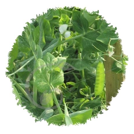graine et semence Pois mangetout à rame corne de bélier