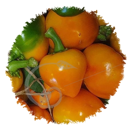 graine et semence Poivron coeur de boeuf orange Gogoshari