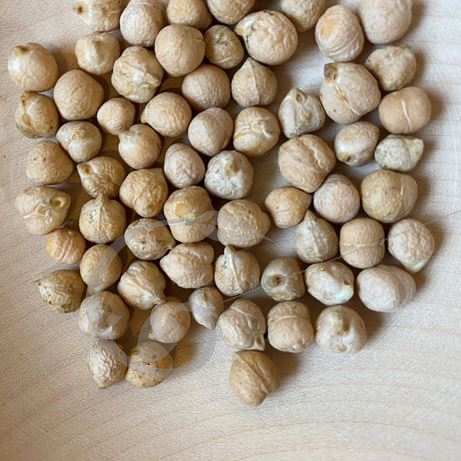 graine et semence Pois chiche à grains beiges