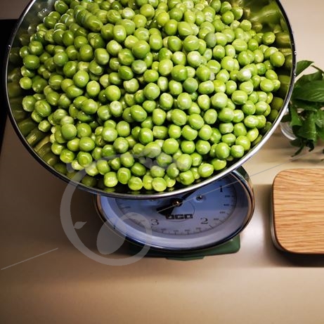graine et semence Petit pois nain merveille de Kelvedon