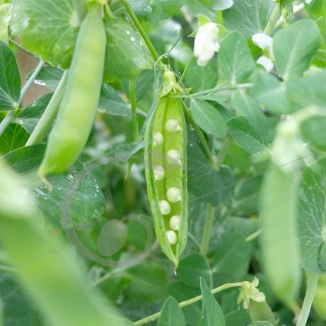 graine et semence Pois mangetout à rame Normand