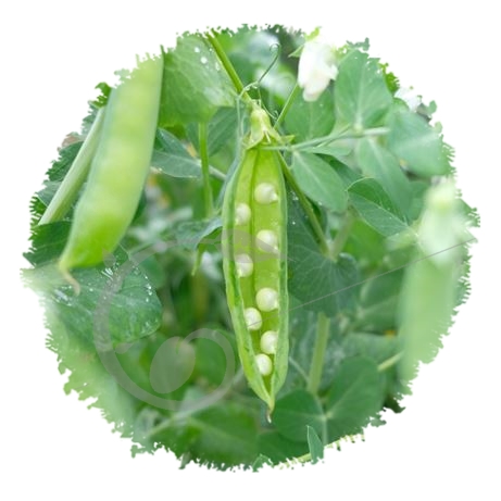 graine et semence Pois mangetout à rame Normand