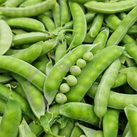 graine et semence Petit pois à rame Roi des conserves