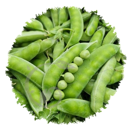 graine et semence Petit pois à rame Roi des conserves