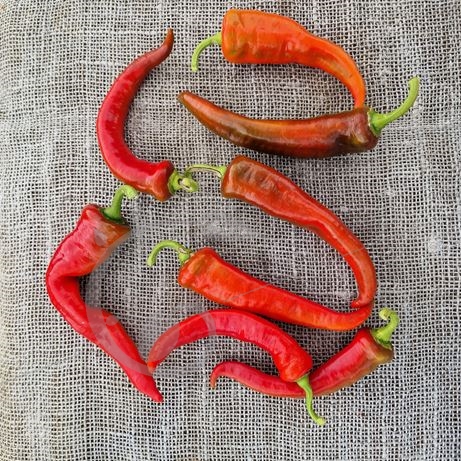 graine et semence Poivron rouge Pantos