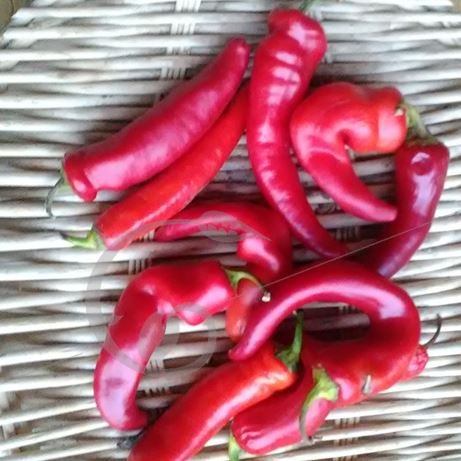 graine et semence Poivron précoce Banana