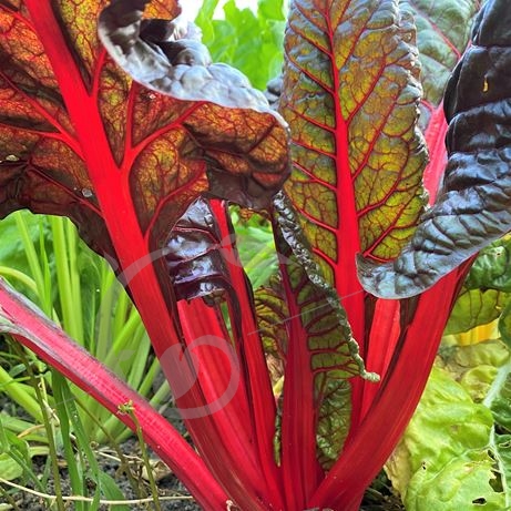 graine et semence Poirée verte à carde rouge Ruby chard