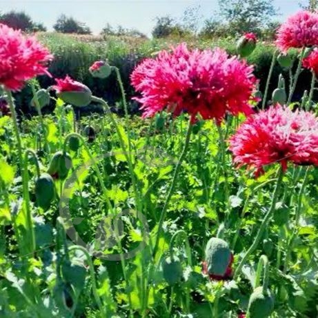 graine et semence Pavot somnifère à fleurs laciniées rose Feathers