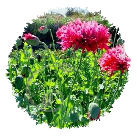 graine et semence Pavot somnifère à fleurs laciniées rose Feathers