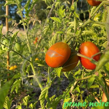 graine et semence Tomates Prunes en mélange