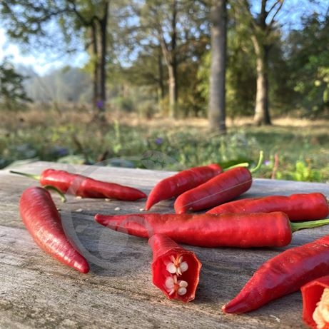 graine et semence Piment fort sucette de Provence