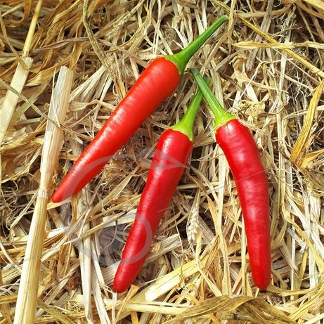graine et semence Piment brûlant du Vietnam Oiseau Pili Pili