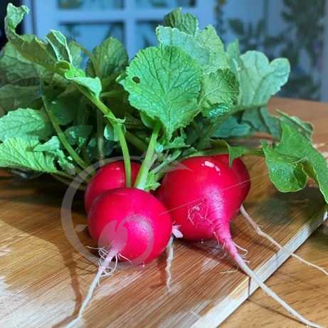 graine et semence Radis rond rose brünner riesen