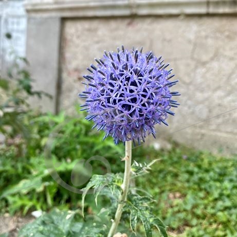 graine et semence Echinops Ritro