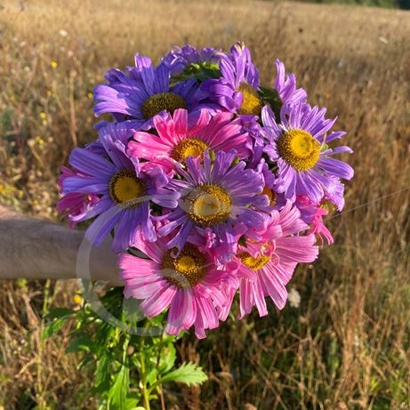 graine et semence Reines marguerites en mélange