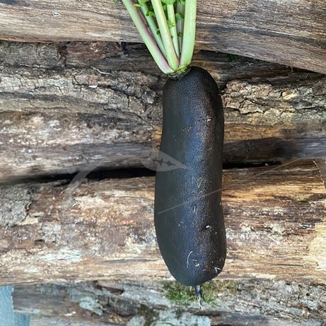 graine et semence Radis d'hiver noir long maraîcher