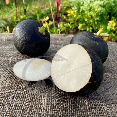 graine et semence Radis d'hiver noir rond