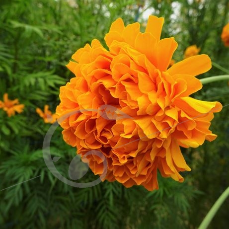graine et semence Rose d'Inde haute