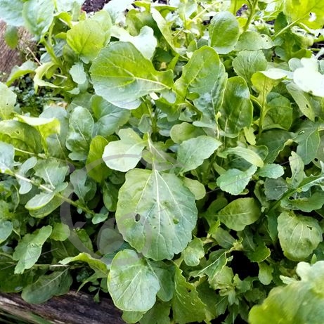 graine et semence Roquette cultivée